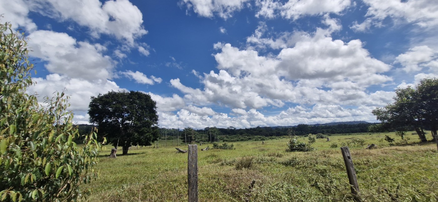 Chácara, 50 hectares - Foto 4